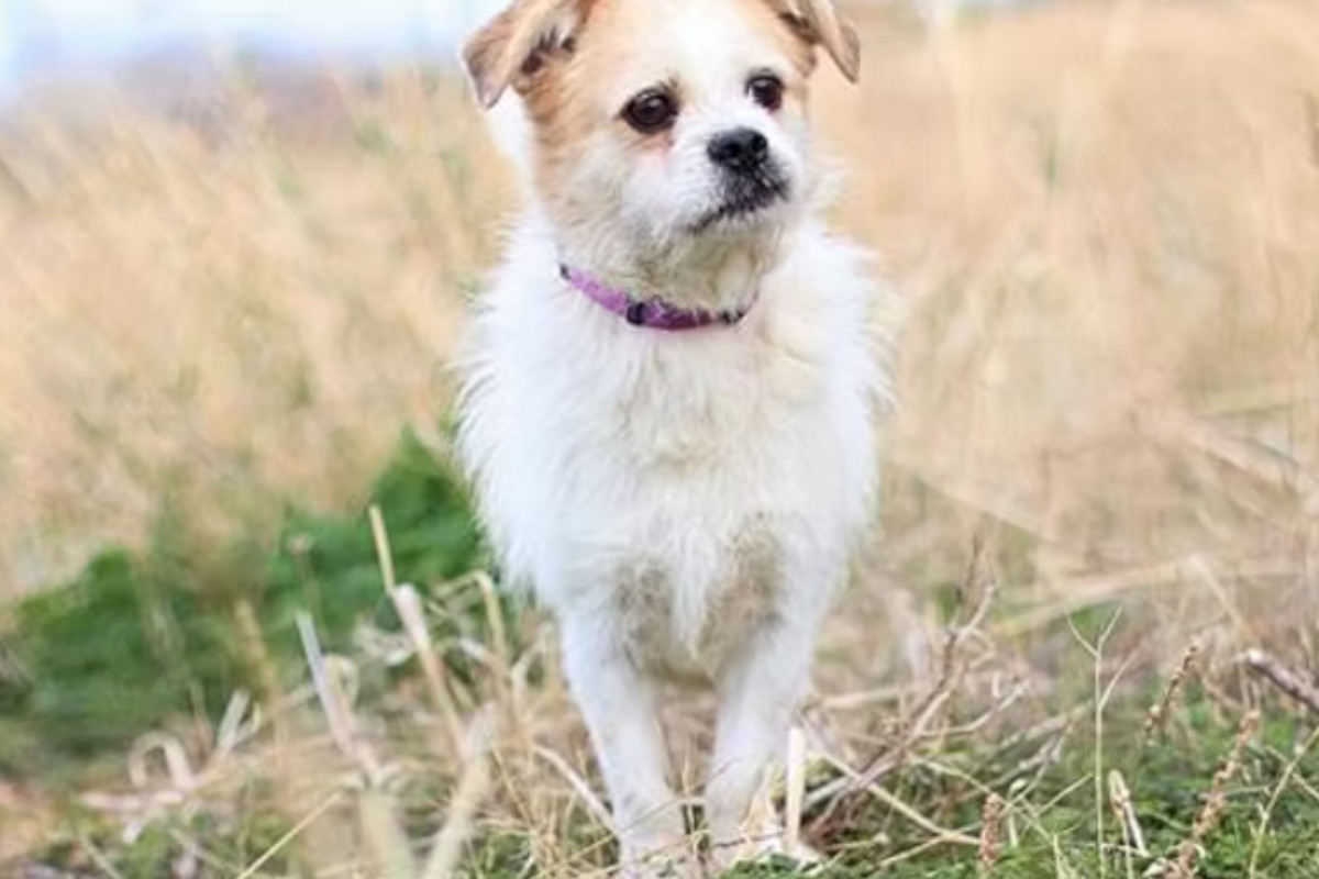 Gouves Animal Shelter