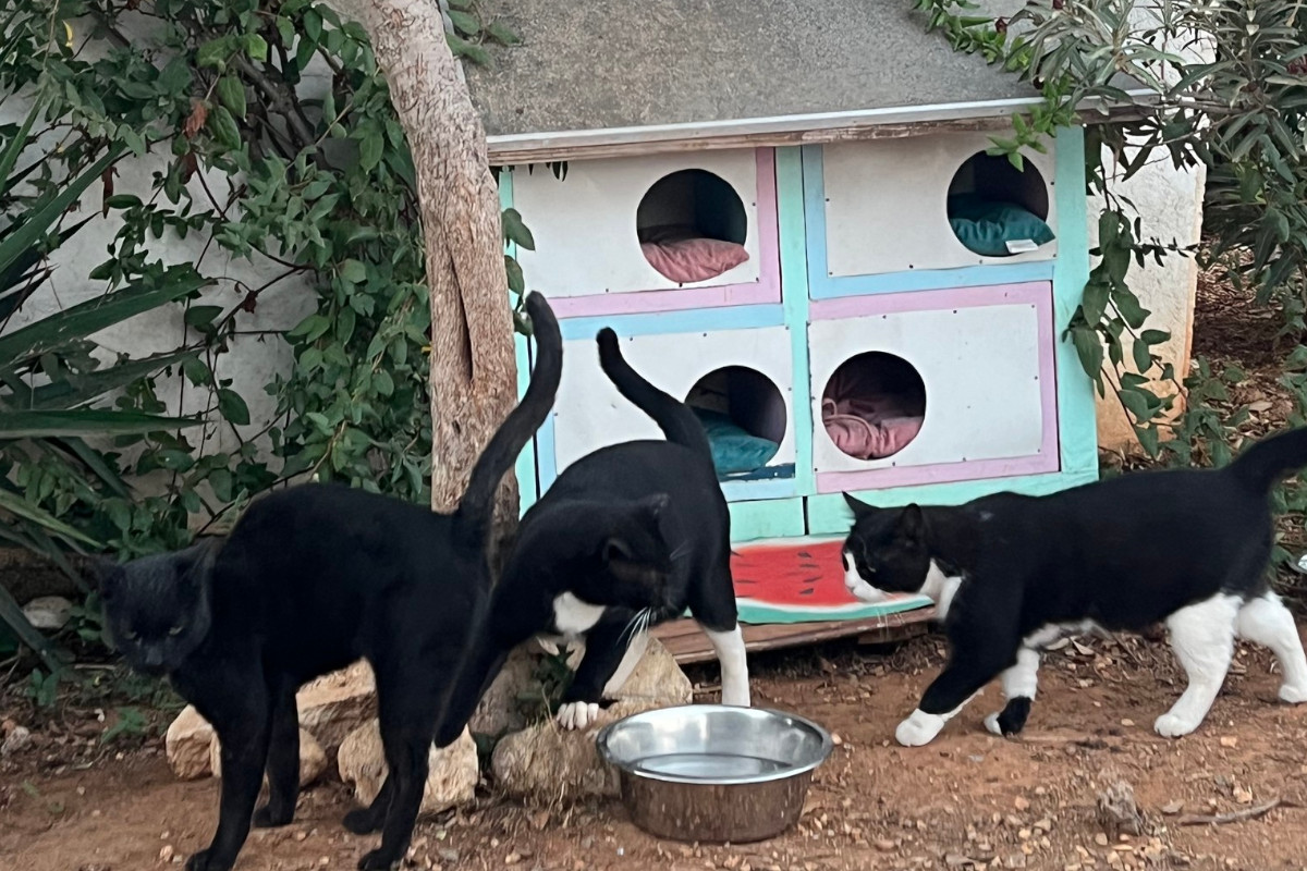Gouves Animal Shelter