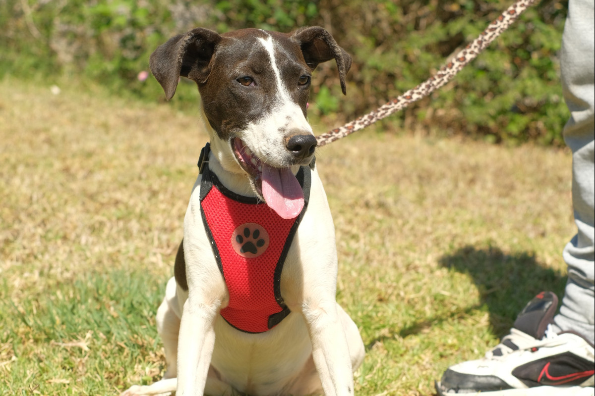 Gouves Animal Shelter