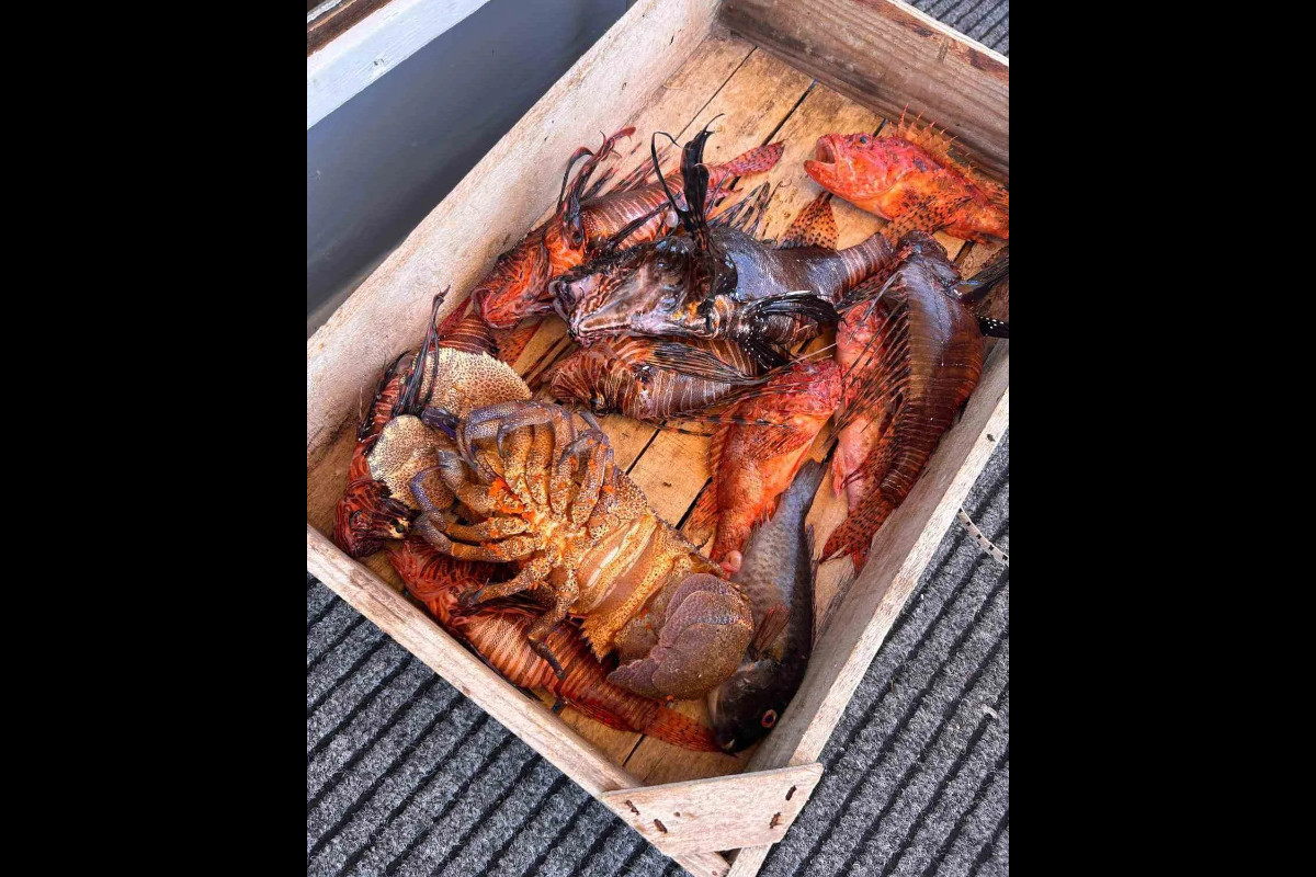 Sfakia Pesca