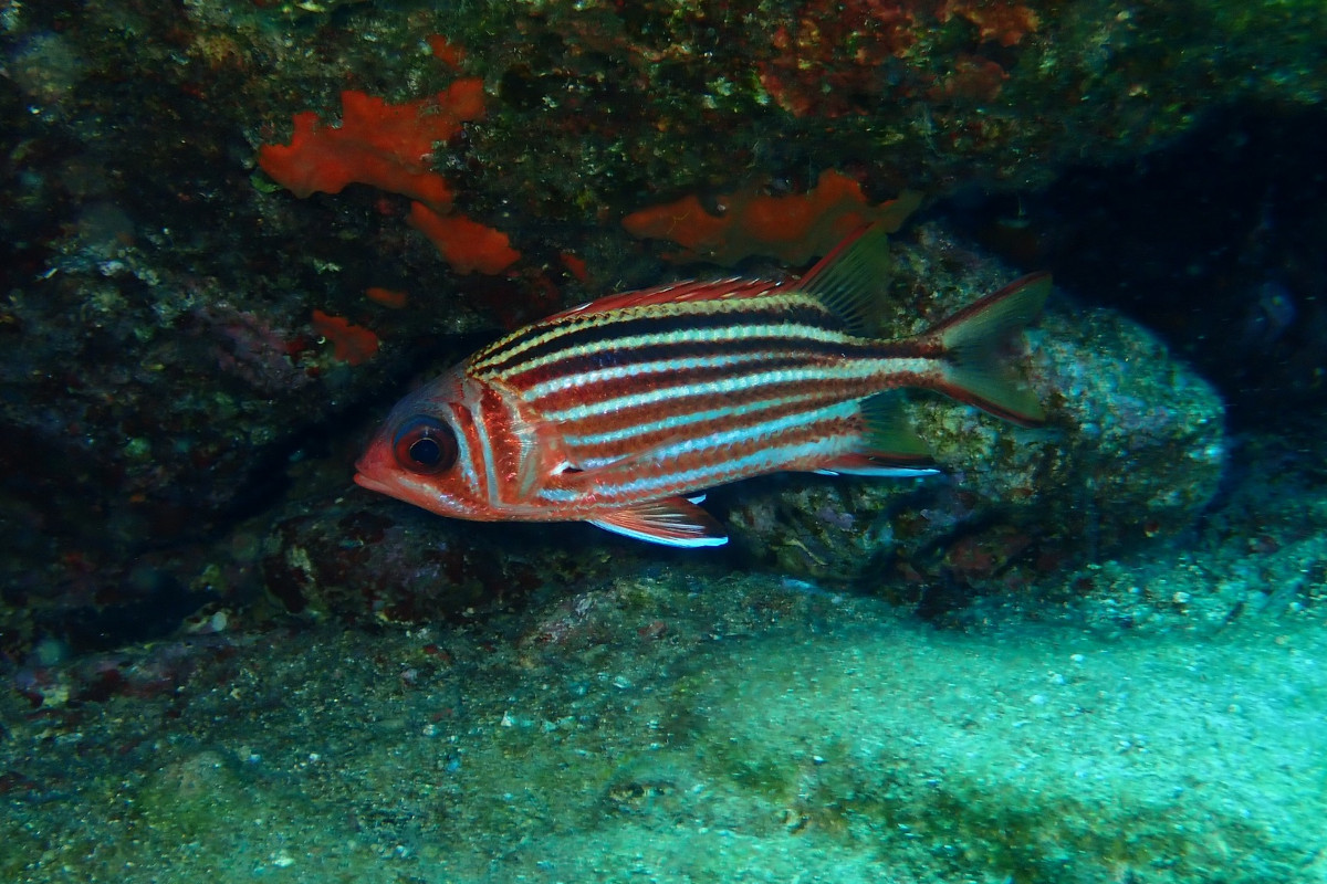 Hippocampos Bali-Tauchzentrum