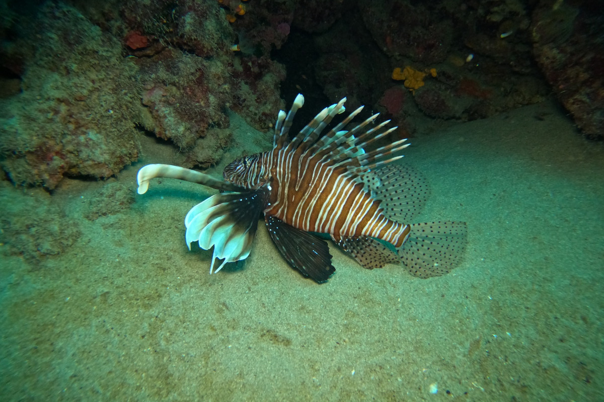 Hippocampos Bali-Tauchzentrum