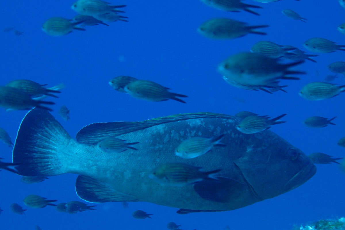 Centro immersioni Blue Dolphin