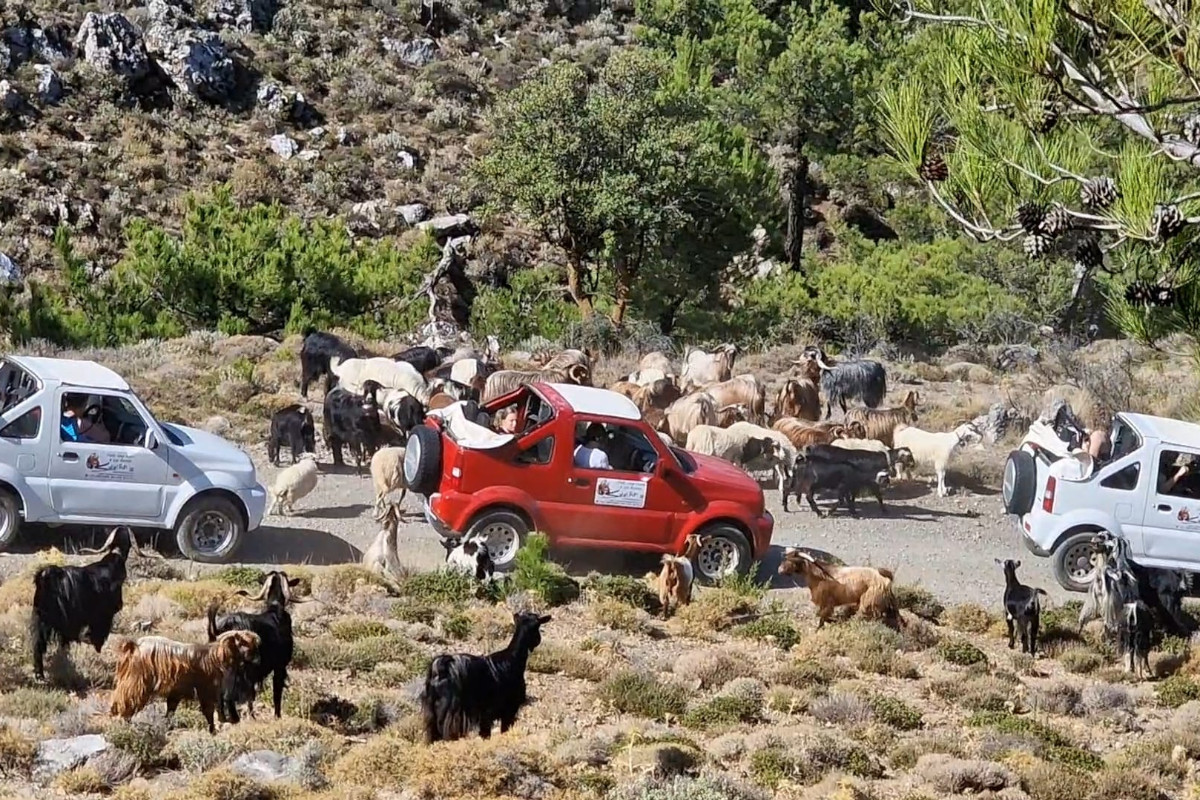 Divertimento Safari Ierapetra