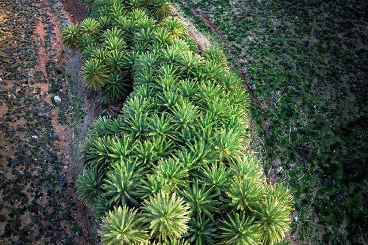Agios Nikitas Palm Forest