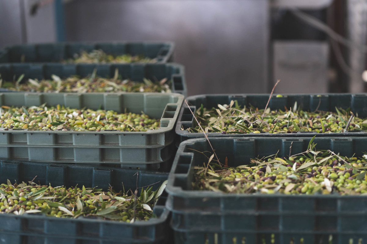 Tenuta Biolea Astrikas
