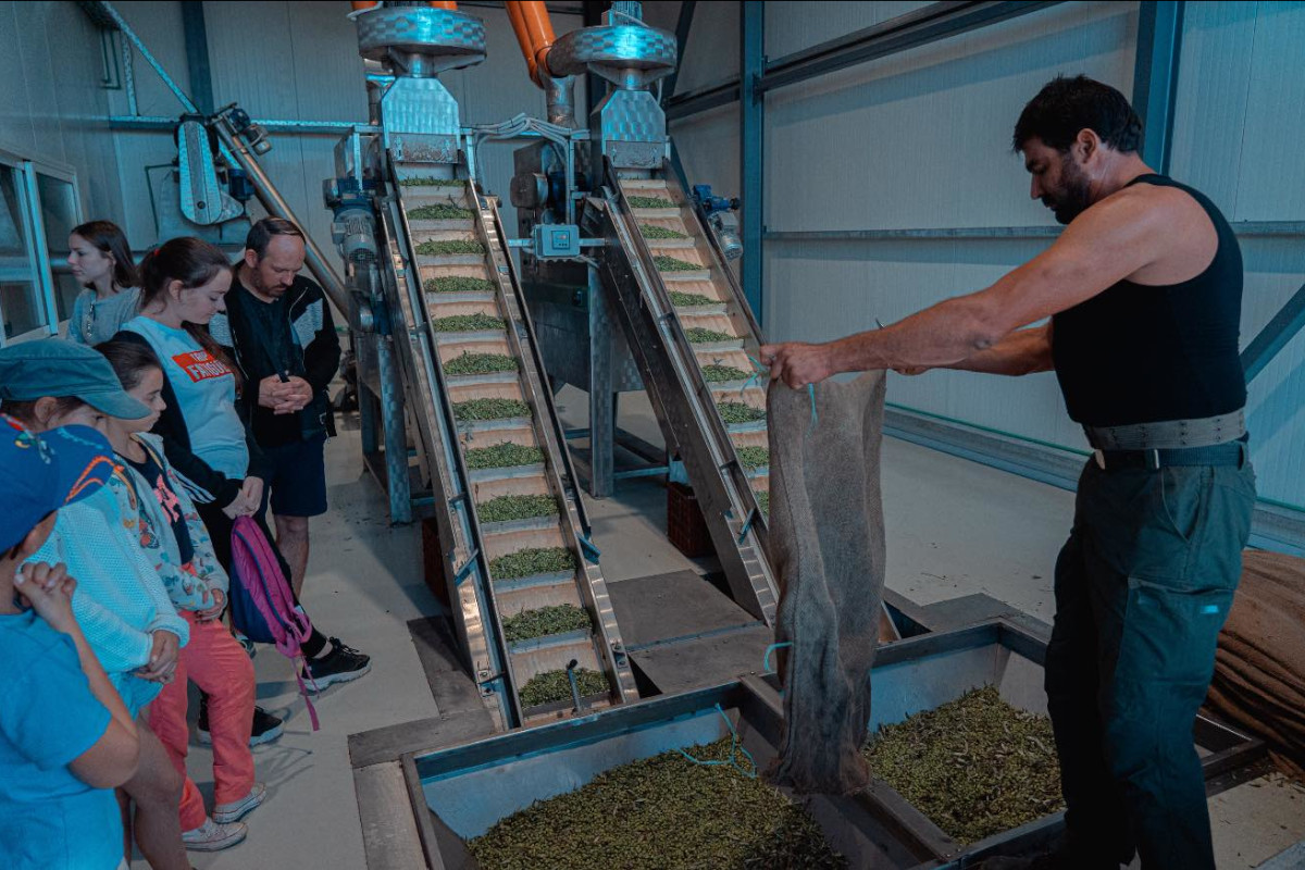 Olive Oil Experience Crete Politakis